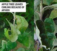 Image result for Apple Tree Leaf Curling