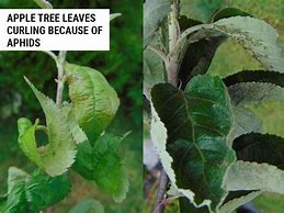 Image result for Apple Tree Leaf Curl