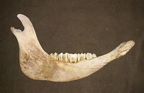 Image result for Buffalo Jaw Bone