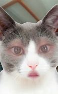 Image result for Snap Clip Cat