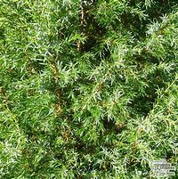 Image result for Juniperus communis Hibernica