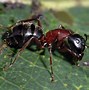 Image result for Ant Color
