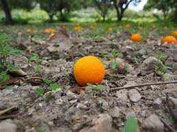 Image result for Orange Fruit Leaf