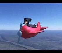Image result for Dog On Plane Meme