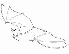 Image result for Albino Evening Bat