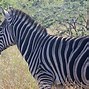 Image result for Zebra Stationary Printer
