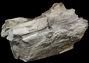 Image result for Texas Petrified Wood