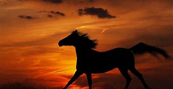 Image result for Free Horse Desktop