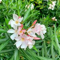 Image result for NERIUM OLEANDER NANA