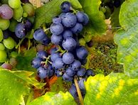Image result for Blue Grapes