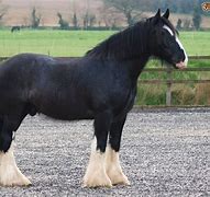 Image result for Shire Horse