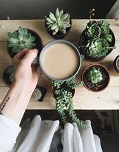 Image result for Tea Aesthetic