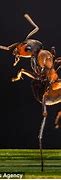 Image result for Ant Dance