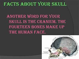 Image result for Facts About the Skull