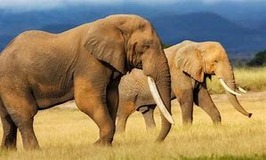 Image result for What Is the Biggest Animal in the World
