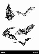 Image result for Bats Hanging in a Wet Market