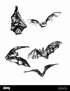 Image result for Upside Down Bat with White Background