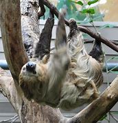 Image result for Giant Three Toed Sloth
