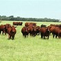Image result for Cartoon Cattle Rustlers