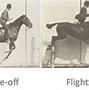 Image result for Horses Jumping High