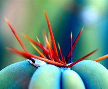 Image result for Sonoran Cactus with Pink Flowers