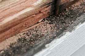 Image result for Black Termite Droppings