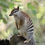 Image result for Examples of Animals That Are Convergent Evolution