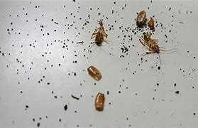 Image result for Cricket vs Cockroach