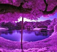 Image result for Licar Purple Beautiful