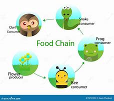 Image result for Food Chain Cartoon
