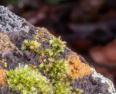 Image result for Rock Cap Moss