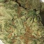 Image result for White Fire Strain