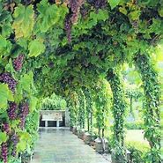 Image result for Grape Vine Support Ideas