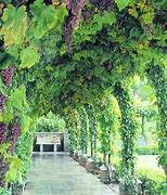 Image result for Backyard Grape Vine Trellis