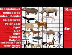 Image result for sizes compare animal