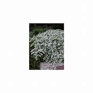 Bildergebnis für Aster ericoides f. prostratus Snow Flurry