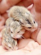 Image result for Robo Dwarf Hamster Babies