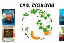 Image result for cykl