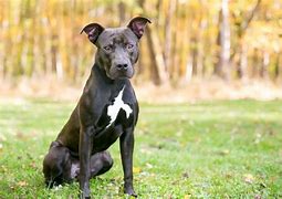 Image result for African Pit Bull