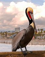 Image result for California Pelican