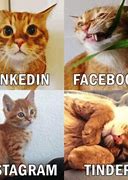 Image result for Cat Meme iPhone and Android