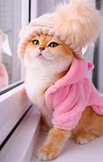 Image result for Cute Sassy Cat