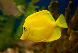 Image result for iPhone Original Wallpaper Fish