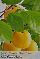 Image result for Prunus domestica Reine Claude dOullins