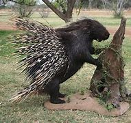 Image result for Long-Tailed Porcupine