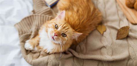 如何分别猫咪是应激和急性肠胃炎