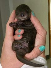 Image result for Otter Hands
