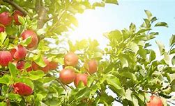 Image result for Washington Organic Apple