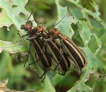 Image result for Striped Blister Beetle