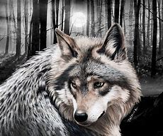 Image result for Gray Wolf Drawing